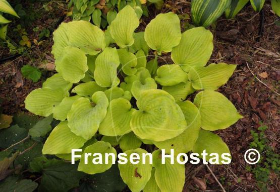 Hosta Fog Light